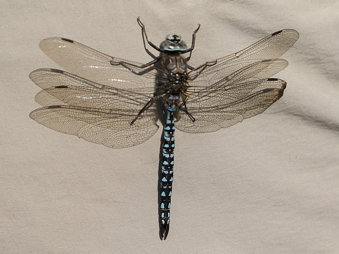 Aeshna caerulea (Azure Hawker) male 4.JPG